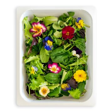 TRAY 25 | 315 x 260 mm (1/2 GN), h 95 mm